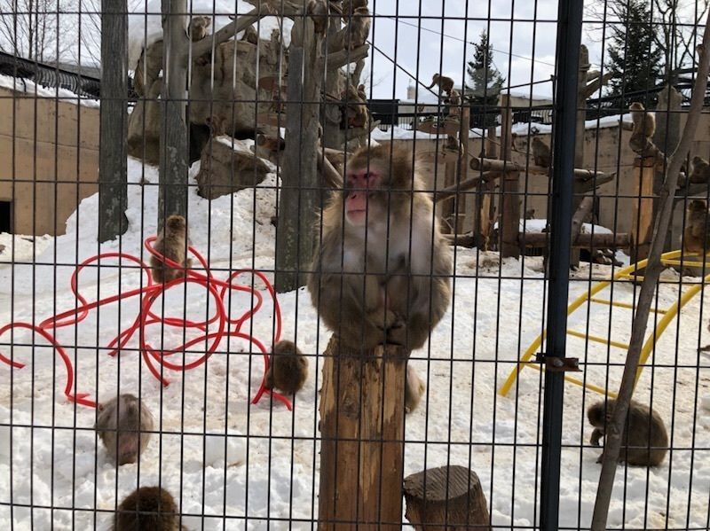 fumiさんが投稿した旭山動物園中央食堂に関する口コミの画像