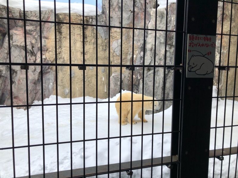 fumiさんが投稿した旭山動物園中央食堂に関する口コミの画像