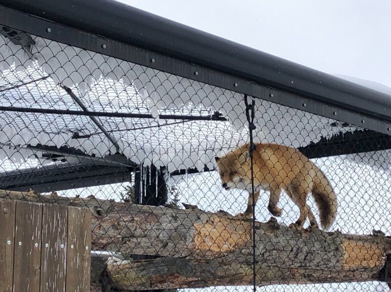 fumiさんが投稿した旭山動物園中央食堂に関する口コミの画像