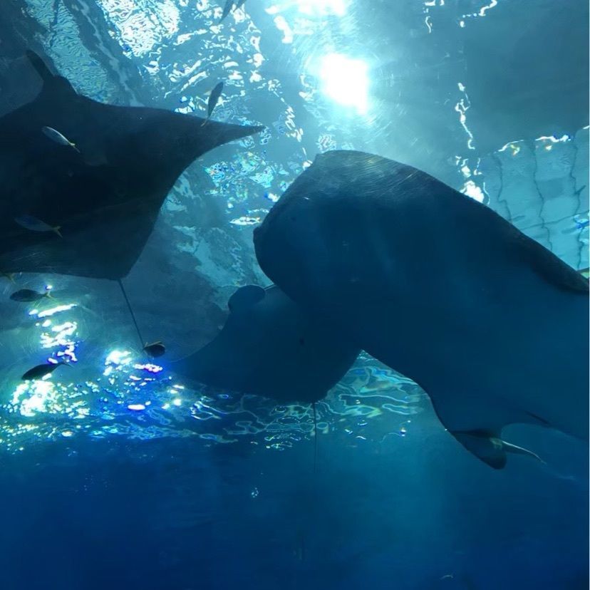 𓇼のんたん𓇼さんが投稿した美ら海Cafe （美ら海カフェ）に関する口コミの画像