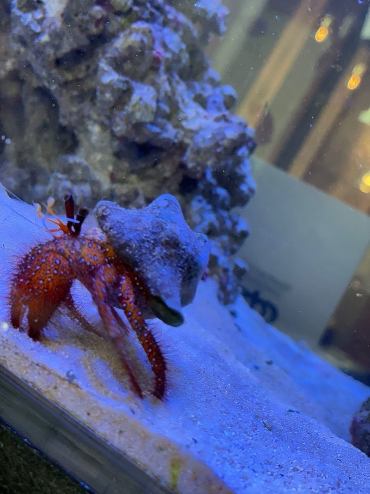 池ちゃんさんが投稿したAQUA Table（アクアテーブル）に関する口コミの画像