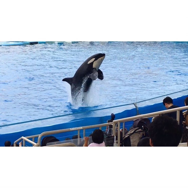 #名古屋 #名古屋港水族館
