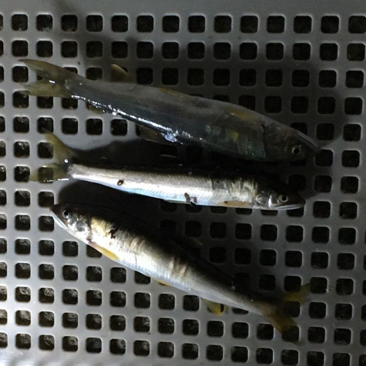 みーなさんが投稿した三次の鵜飼に関する口コミの画像
