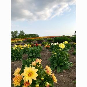 ぜるぶの丘（ゼルブノオカ） 6枚目