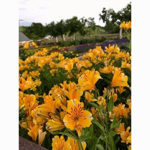 ぜるぶの丘（ゼルブノオカ） 7枚目