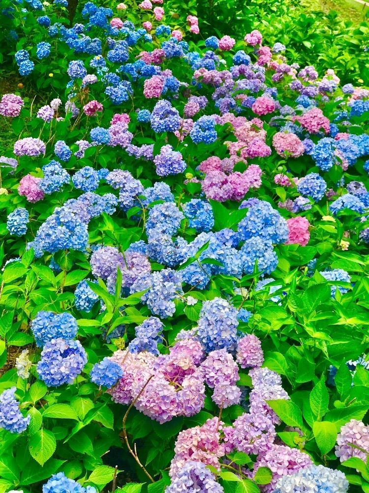 _like_trip_さんが投稿した郷土の森観光物産館に関する口コミの画像