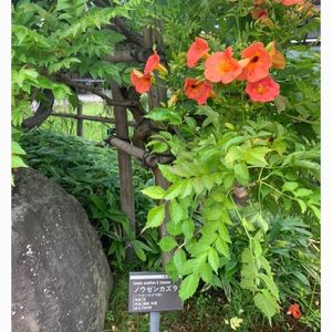 御薬園（会津松平氏庭園）