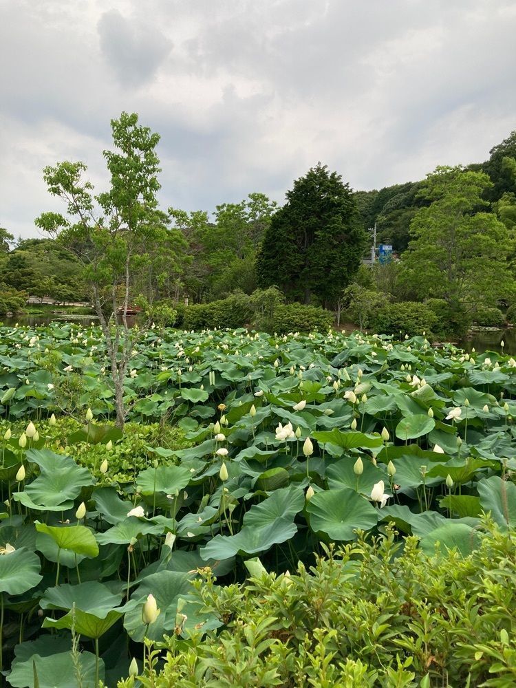 rural_village_e4eaさんが投稿した吉田温泉に関する口コミの画像