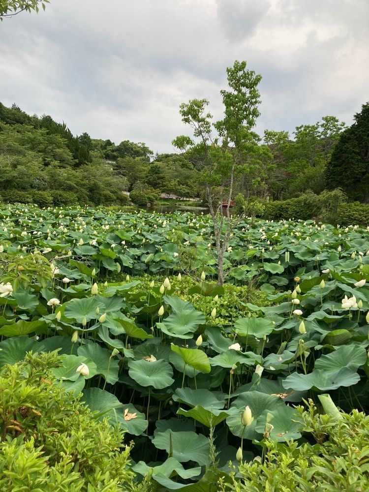 rural_village_e4eaさんが投稿した吉田温泉に関する口コミの画像