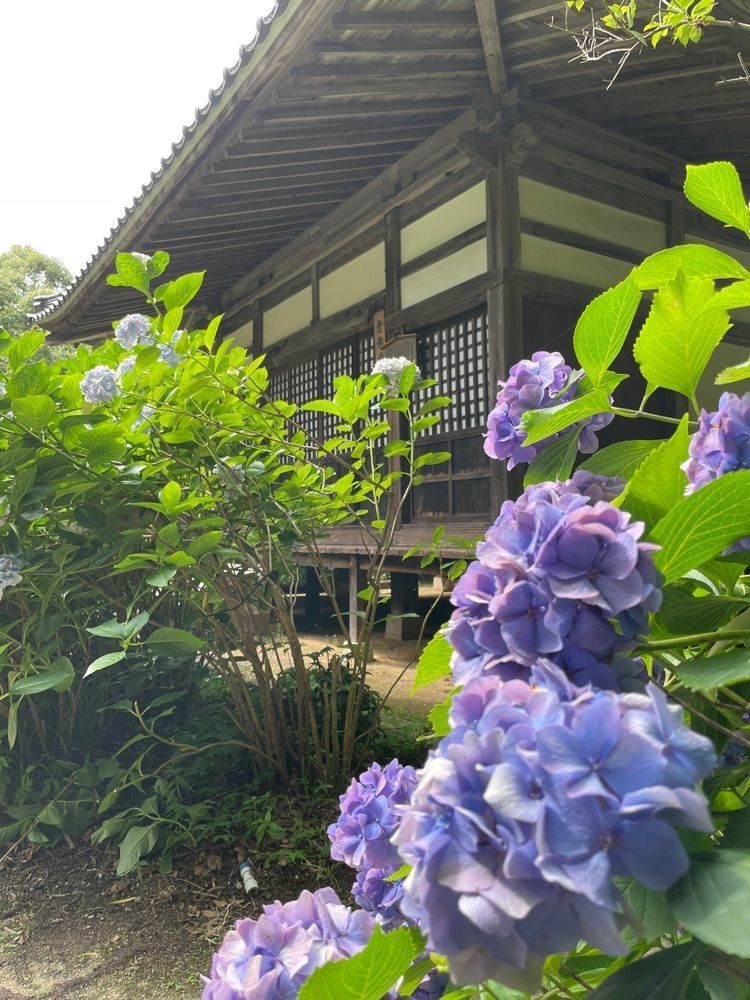 みーなさんが投稿した東大寺別院阿弥陀寺／あじさいに関する口コミの画像