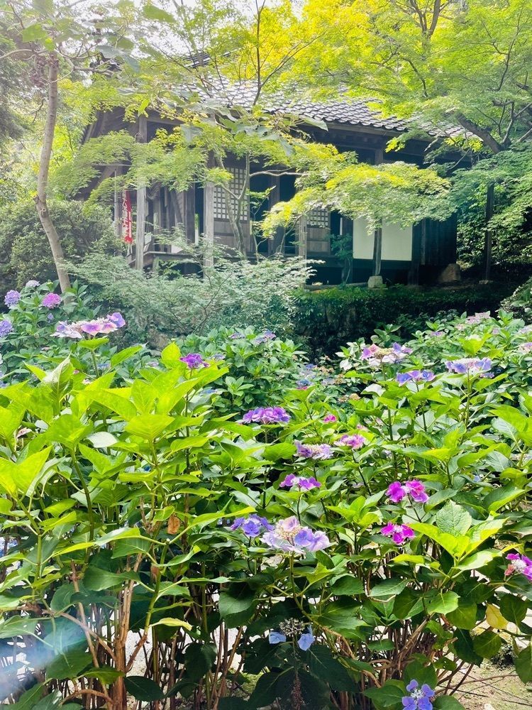 みーなさんが投稿した東大寺別院阿弥陀寺／あじさいに関する口コミの画像
