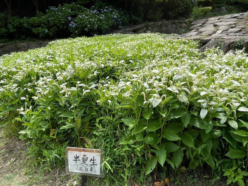 みーなさんが投稿した東大寺別院阿弥陀寺／あじさいに関する口コミの画像
