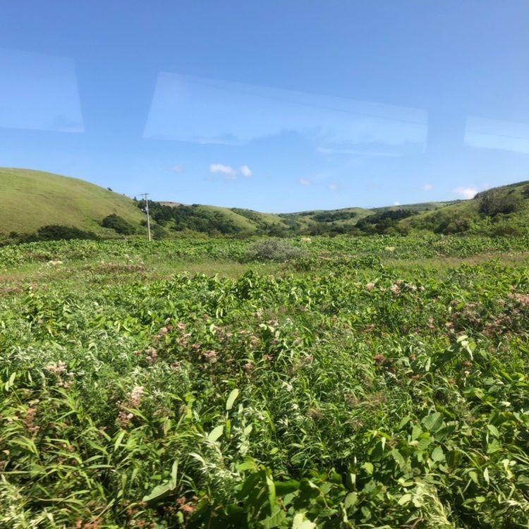 タッキーさんが投稿したレブンアツモリソウ群生地に関する口コミの画像