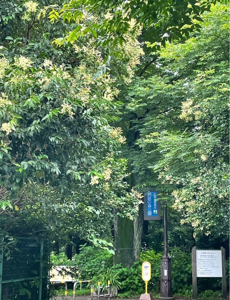 active34さんが投稿した都立林試の森公園に関する口コミの画像