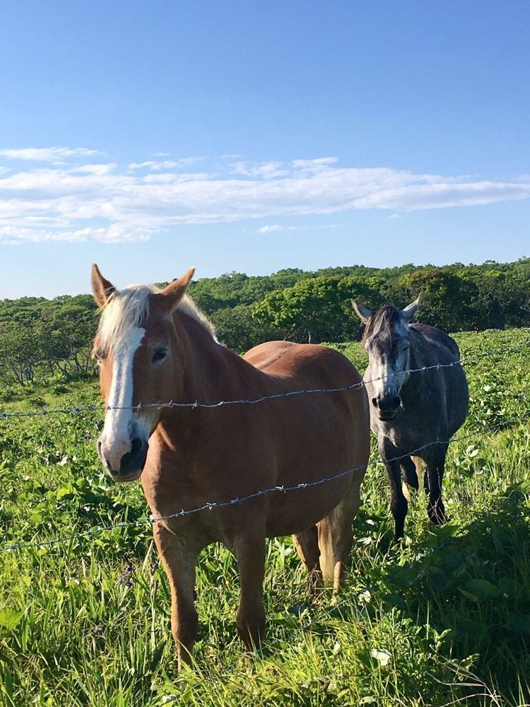 yoshiさんが投稿した原生花園あやめヶ原に関する口コミの画像