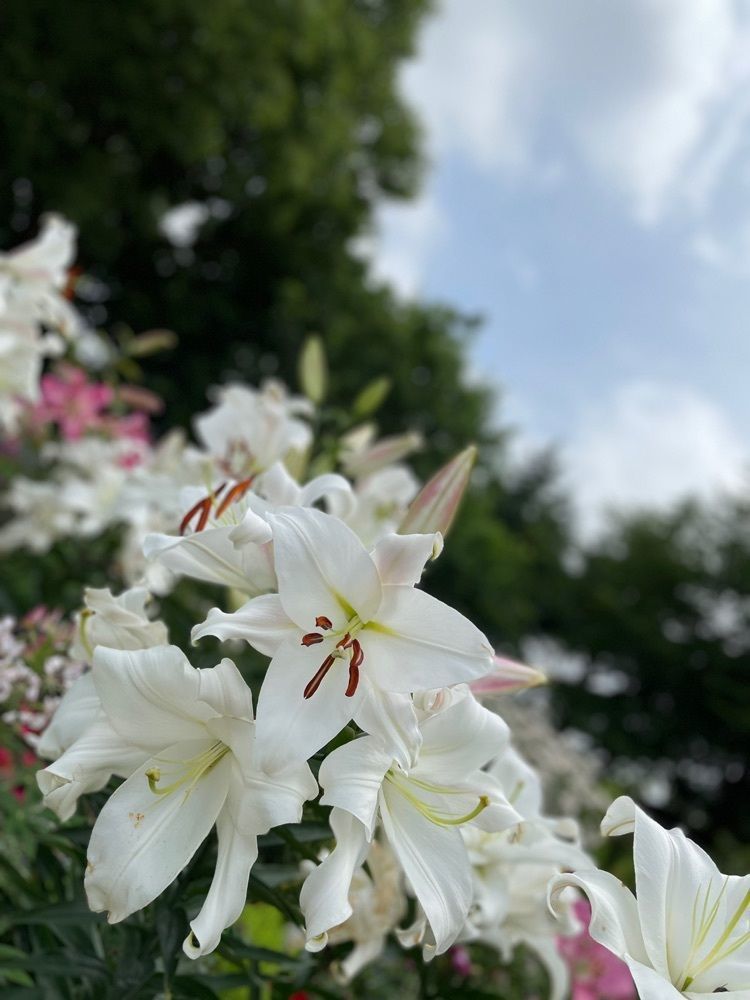池ちゃんさんが投稿したふかや緑の王国に関する口コミの画像
