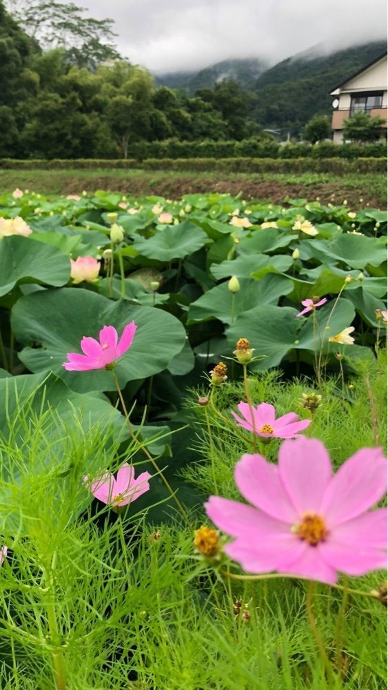 take.aさんが投稿したタノカンダ珈琲に関する口コミの画像