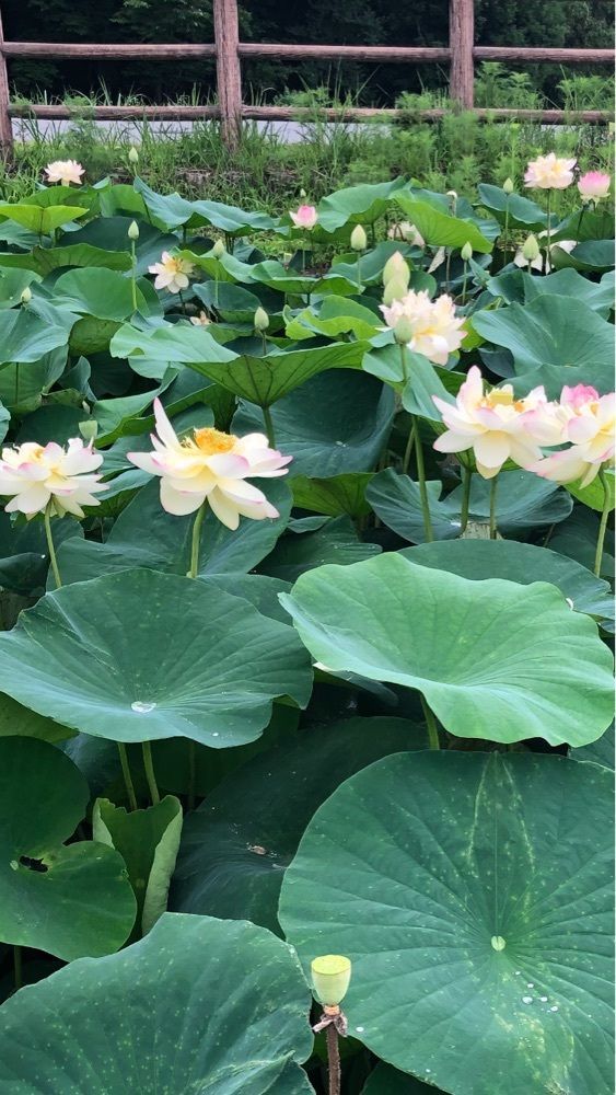 take.aさんが投稿したタノカンダ珈琲に関する口コミの画像