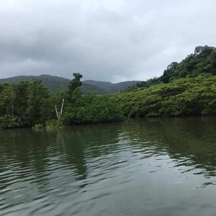 かよこさんが投稿した仲間川遊覧に関する口コミの画像