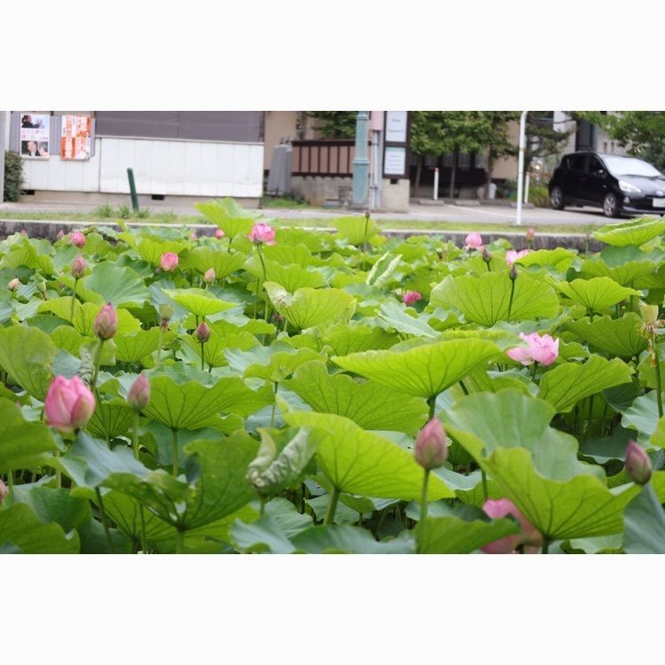 あっけさんが投稿した松が岬公園に関する口コミの画像