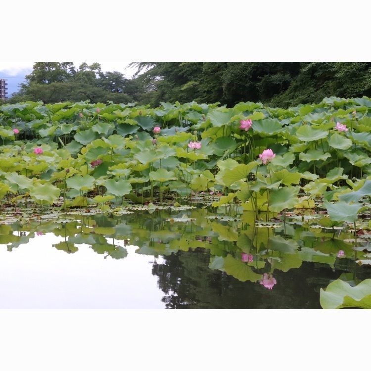 あっけさんが投稿した松が岬公園に関する口コミの画像