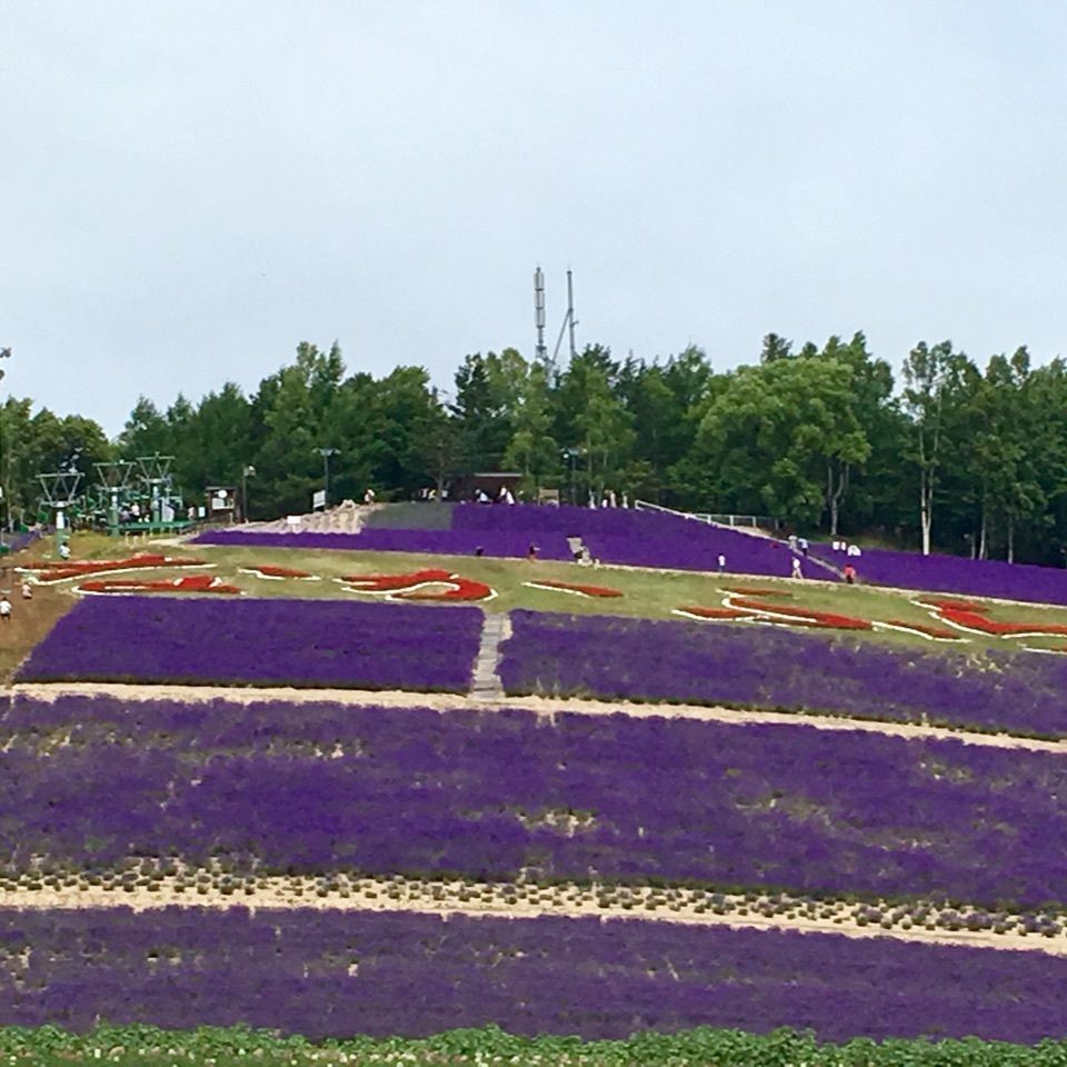 yoshiさんが投稿した北星山　ラベンダー園に関する口コミの画像