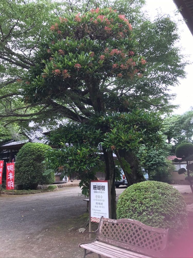 nostalgic_tourism_1541さんが投稿した正東山日本寺に関する口コミの画像