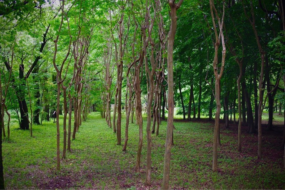 junkunさんが投稿した都立武蔵野公園に関する口コミの画像