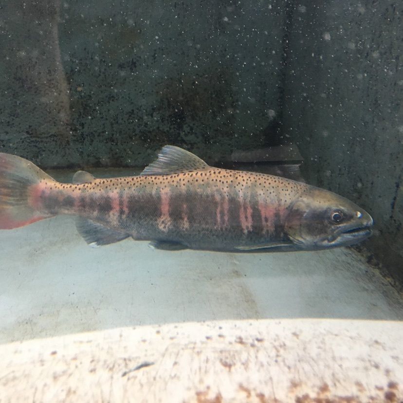 しゃんぽんさんが投稿した標津サーモン科学館（サケの水族館）に関する口コミの画像