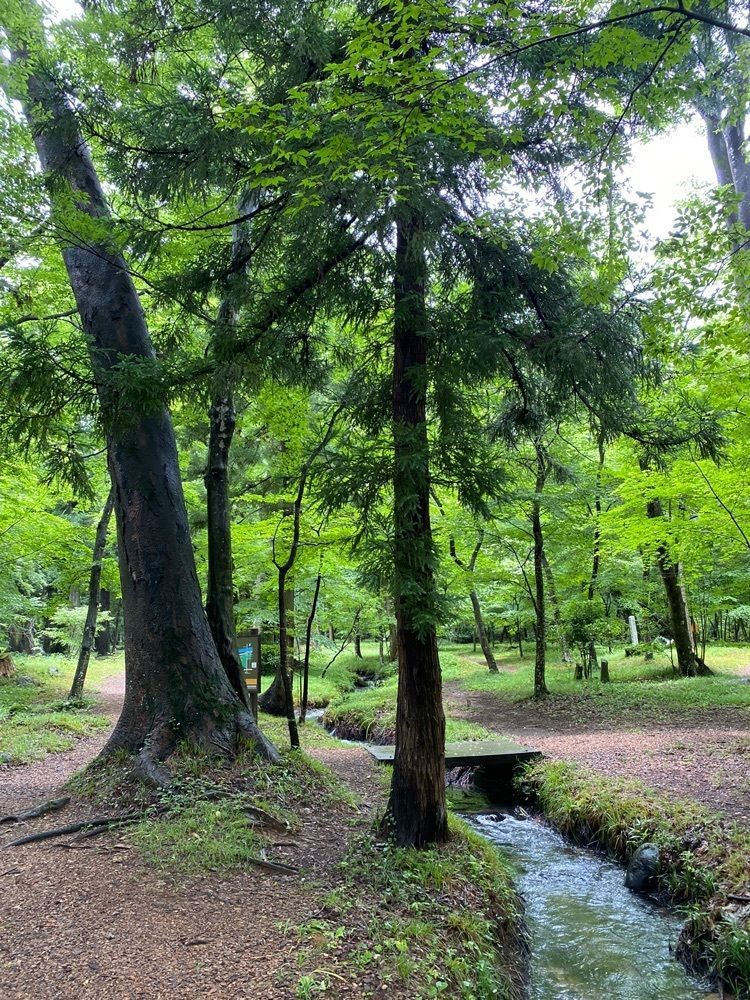 かめ_メグミさんが投稿した水林自然林に関する口コミの画像