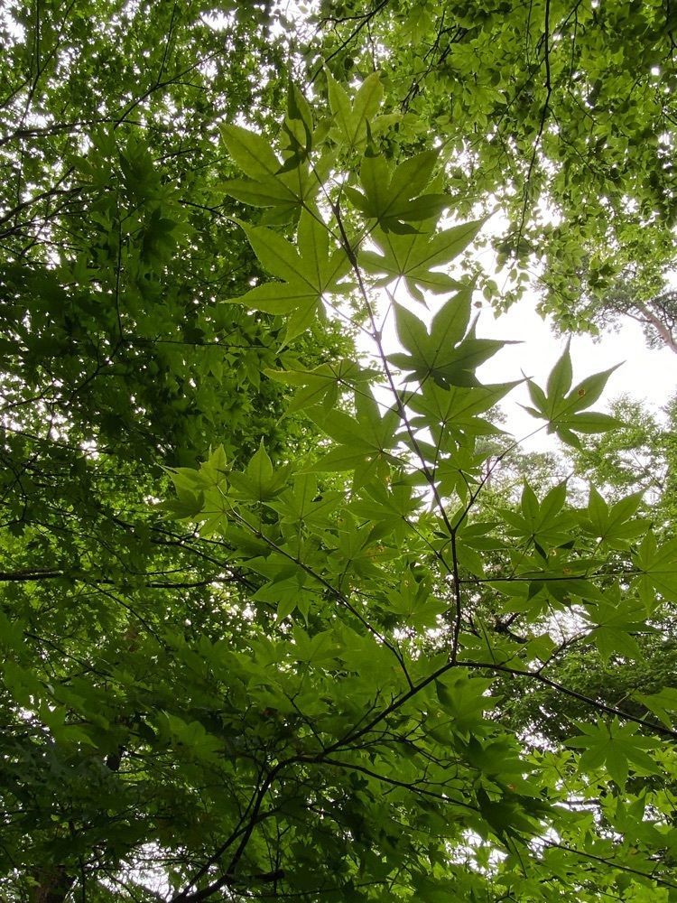 かめ_メグミさんが投稿した水林自然林に関する口コミの画像