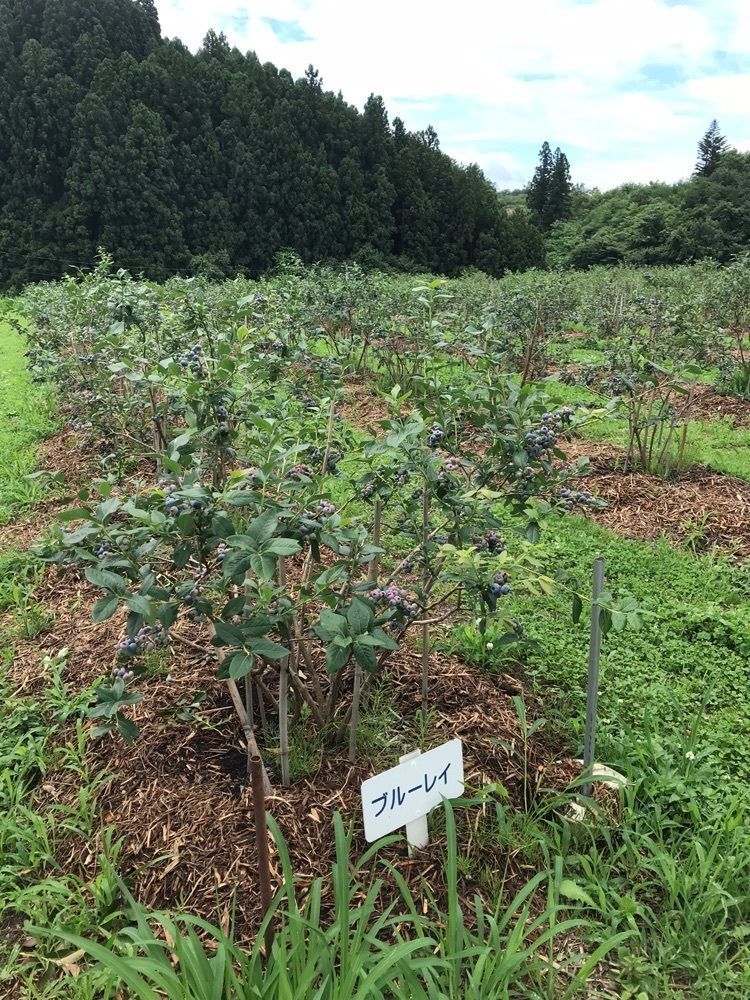 Itoh-Izumiさんが投稿したおかもと食堂に関する口コミの画像