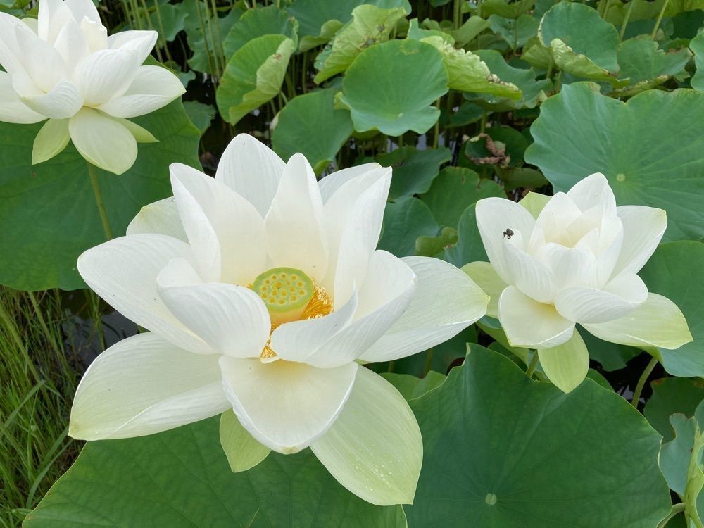 ply さんが投稿した船頭平河川公園に関する口コミの画像