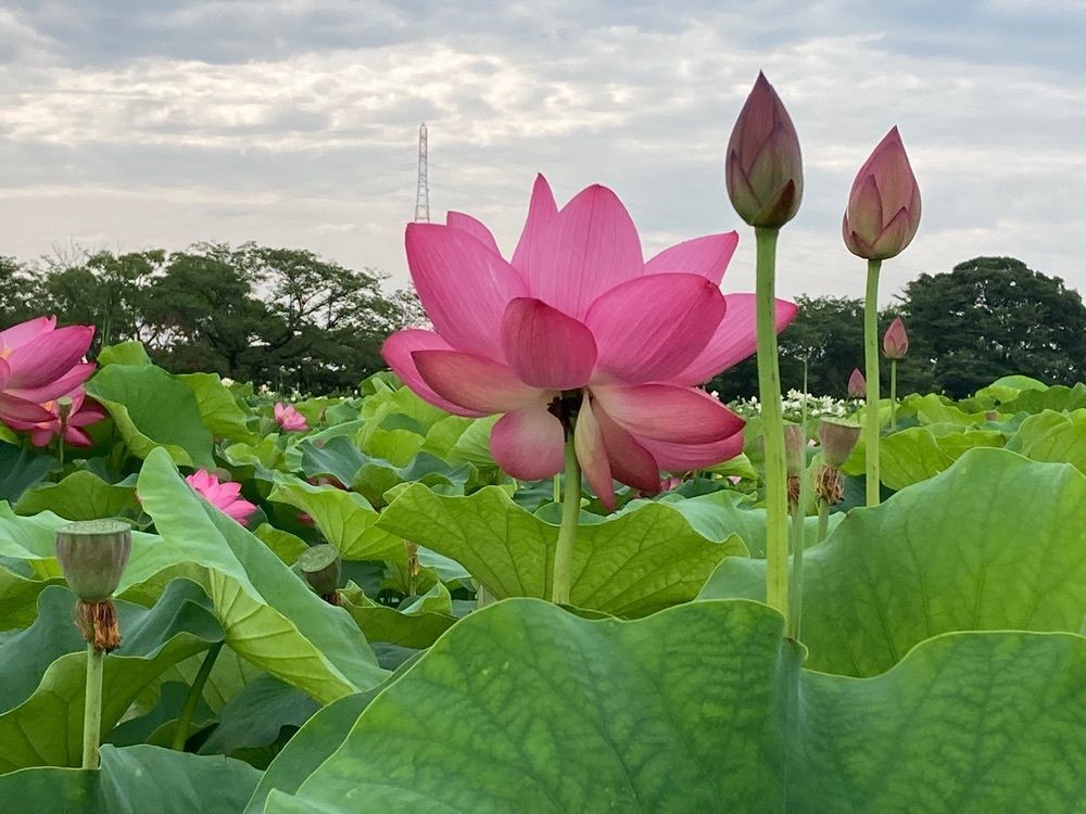 ply さんが投稿した船頭平河川公園に関する口コミの画像