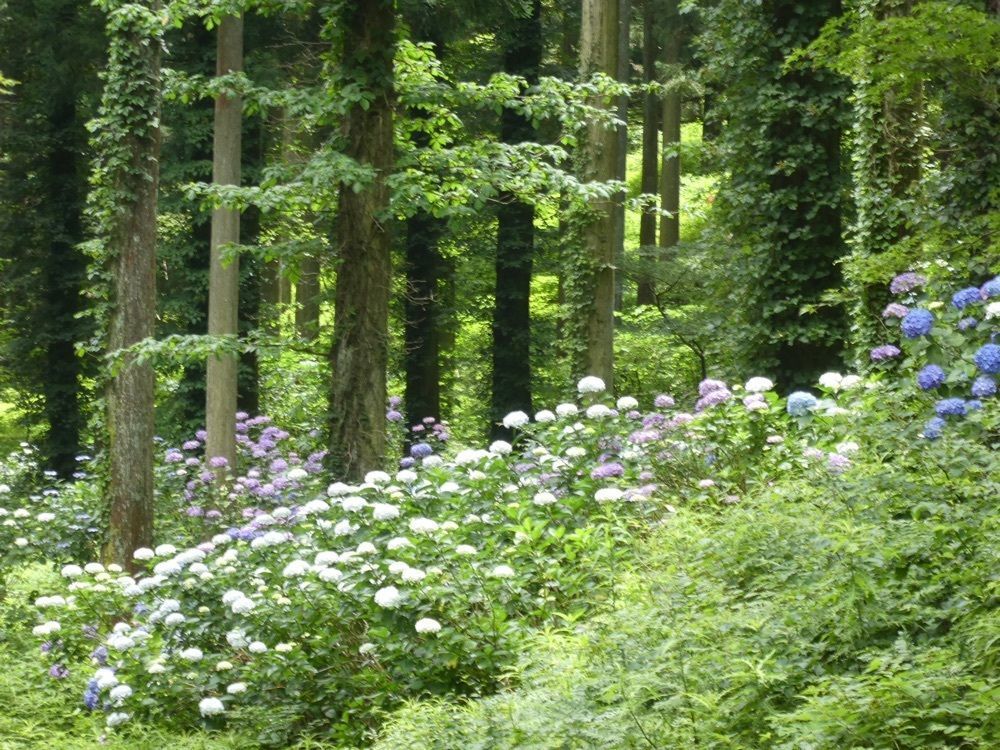 花❁⃘華  さんが投稿した上林森林公園に関する口コミの画像