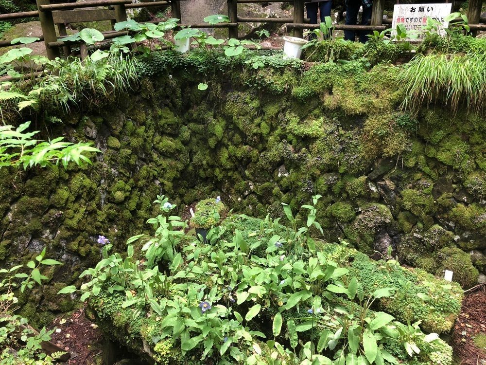 花❁⃘華  さんが投稿した上林森林公園に関する口コミの画像