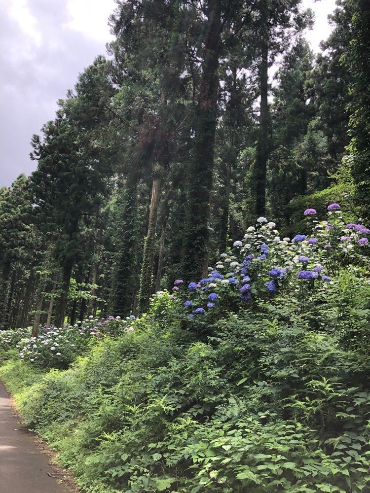 花❁⃘華  さんが投稿した上林森林公園に関する口コミの画像