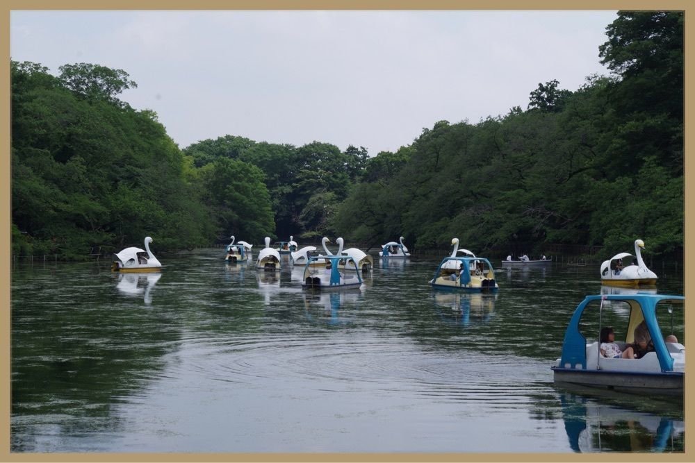 junkunさんが投稿した井の頭恩賜公園ボート売店に関する口コミの画像