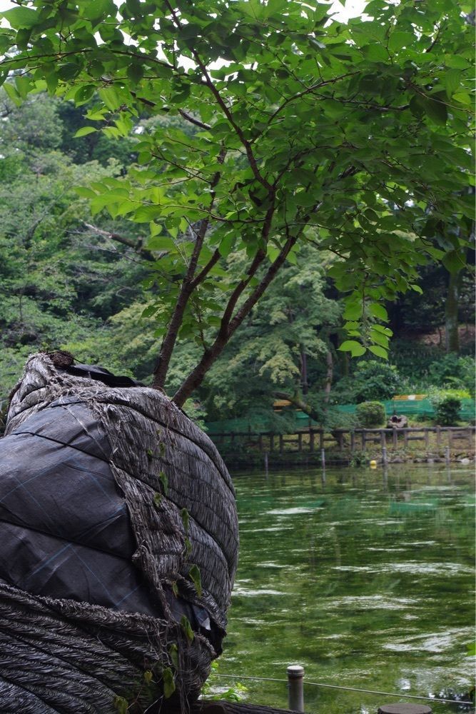 junkunさんが投稿した井の頭恩賜公園ボート売店に関する口コミの画像