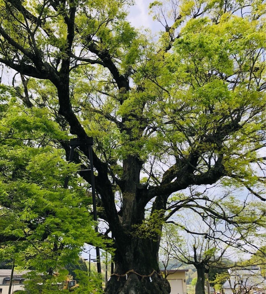 ゆうさんが投稿した野間の大けやきに関する口コミの画像