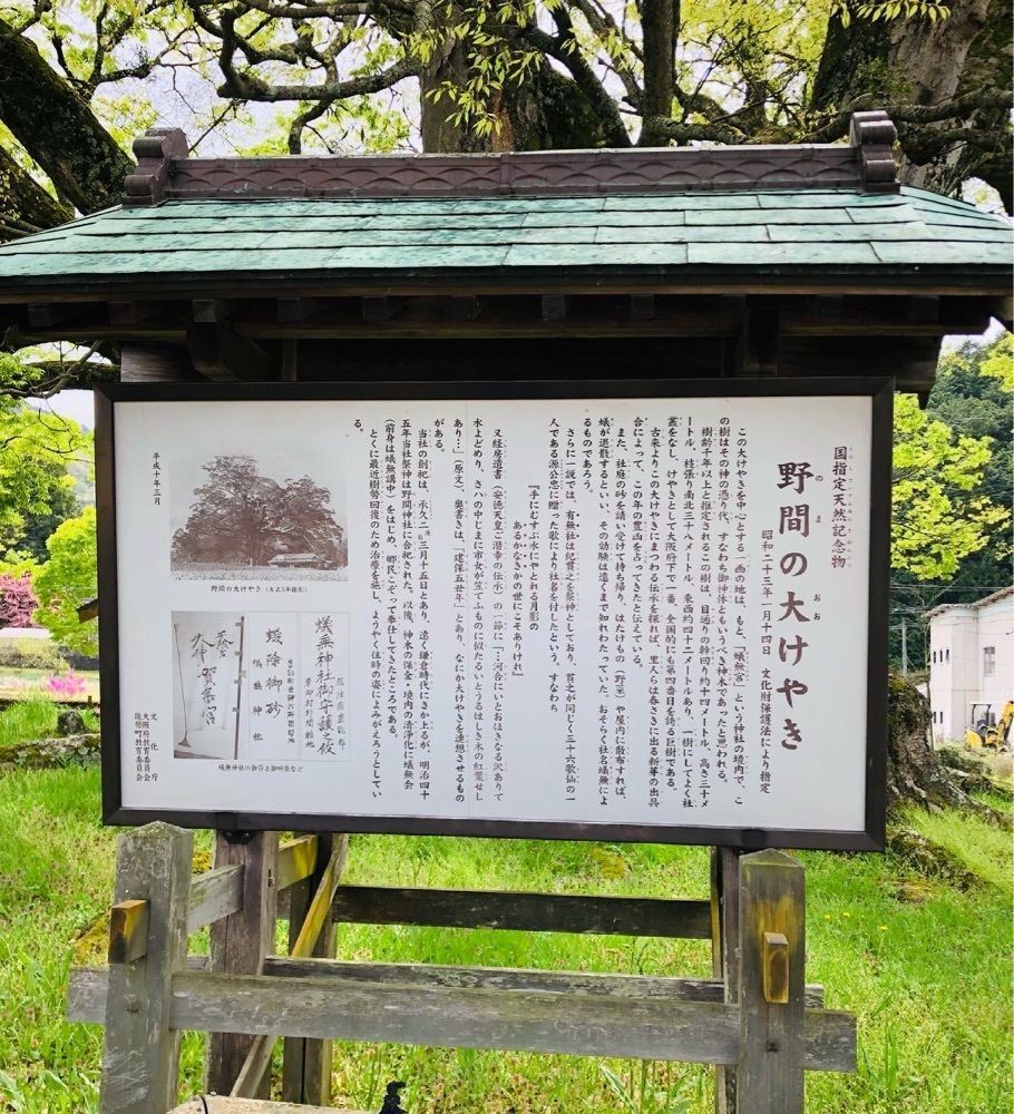 ゆうさんが投稿した野間の大けやきに関する口コミの画像