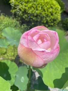 茶房　きくや 2枚目