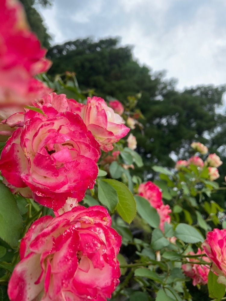momさんが投稿した播磨中央公園バラ園・四季の庭に関する口コミの画像