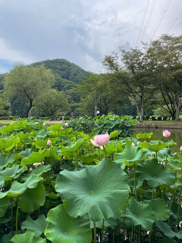 o__cha0505さんが投稿した花はす公園に関する口コミの画像