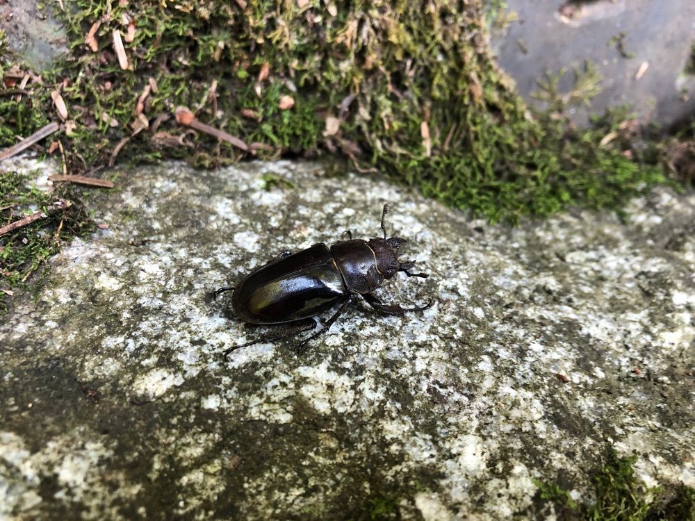 としとしさんが投稿した両神山荘に関する口コミの画像