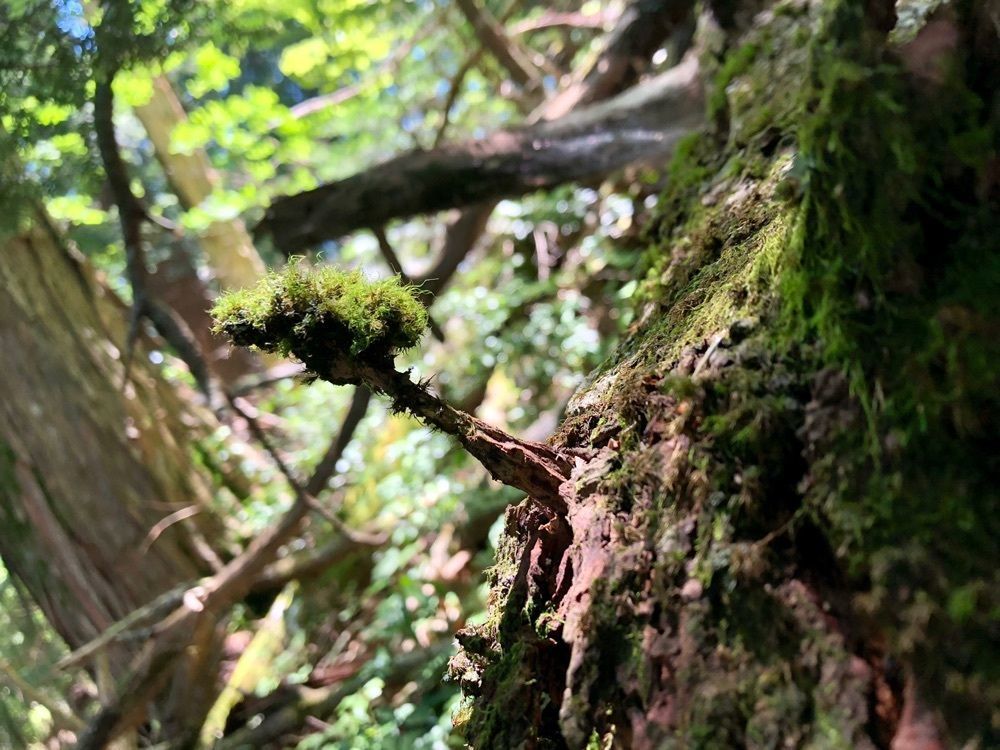としとしさんが投稿した両神山荘に関する口コミの画像