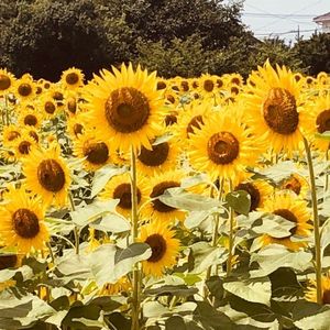 蓮田ひまわり畑