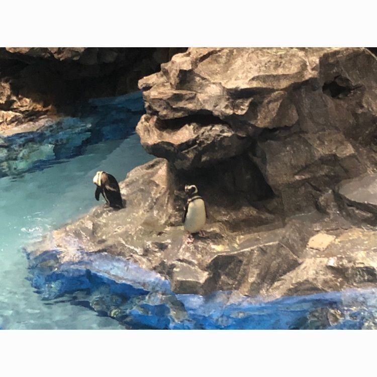 hikari0721さんが投稿したすみだ水族館に関する口コミの画像