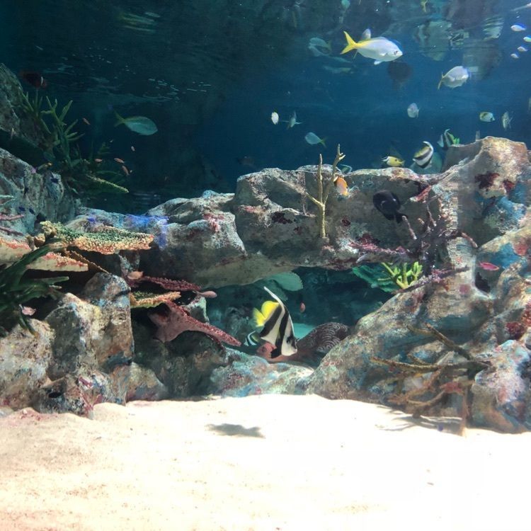 momotaro_3さんが投稿した浅虫水族館に関する口コミの画像