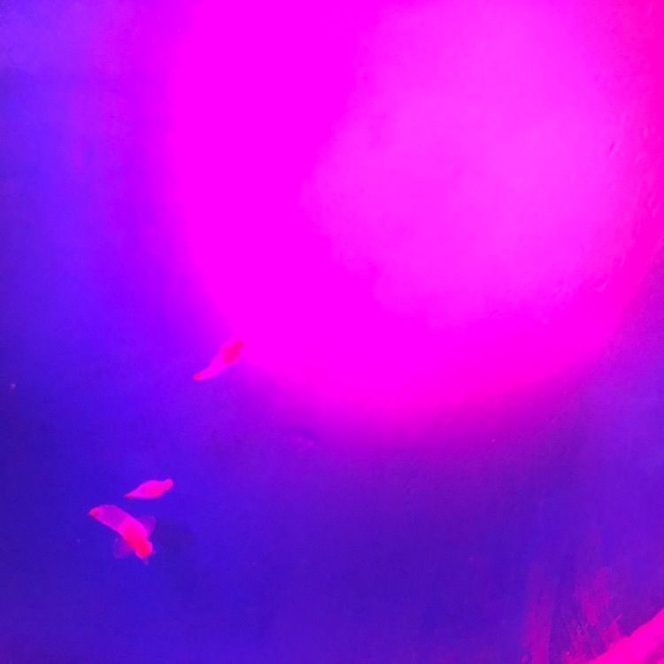 momotaro_3さんが投稿した浅虫水族館に関する口コミの画像